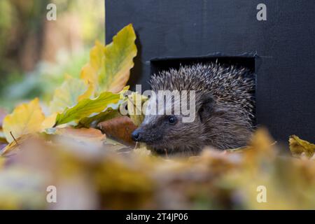 IGEL guckt aus Igelhaus, Schlafhaus, selbst gebauter Kasten zur Überwinterung oder als Tagesversteck, DIY, Europäischer Igel, Westigel, Braunbrustigel Banque D'Images