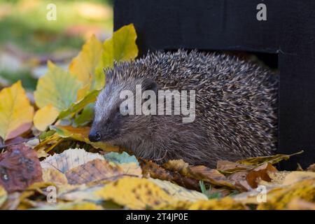 IGEL guckt aus Igelhaus, Schlafhaus, selbst gebauter Kasten zur Überwinterung oder als Tagesversteck, DIY, Europäischer Igel, Westigel, Braunbrustigel Banque D'Images