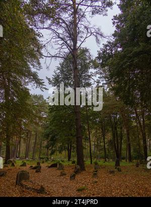 Ancien cimetière musulman près de la mosquée en bois de Kruszyniany, dans la voïvodie de Podlaskie, Pologne Banque D'Images