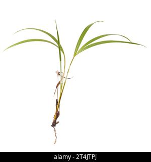 gros plan de la jeune plante de palmier avec des racines, des plantes tropicales et subtropicales souvent utilisées dans l'aménagement paysager et les jardins isolés sur fond blanc Banque D'Images