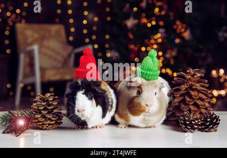 Deux mignons petits cobayes domestiques (Cavia porcellus), également connu sous le nom cavy ou cavy domestique sur fond de lumières de Noël à l'intérieur en hiver. Banque D'Images