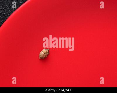 Punaise marmorée morte sur une plaque rouge. Banque D'Images