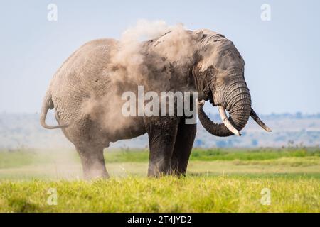 Big african Elephant jette de la poussière sur lui-même debout dans l'herbe verte luxuriante Banque D'Images