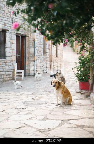 Les animaux sans abri cherchent refuge. Chiens survivants, chats errent rue du village, vieille ville. Créatures errantes et abandonnées. Triste, solitaire, impuissante animaux de compagnie chien, chat Banque D'Images