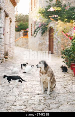 Les animaux sans abri cherchent refuge. Chiens survivants, chats errent rue du village, vieille ville. Créatures errantes et abandonnées. Triste, solitaire, impuissante animaux de compagnie chien, chat Banque D'Images