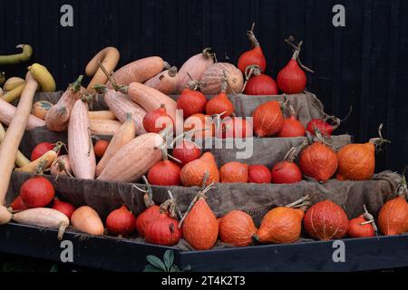 Taplow, Buckinghamshire, Royaume-Uni. 31 octobre 2023. Une sélection colorée de courges et de gourdes d'automne (Cucurbitaceae) exposées à Halloween au National Trust à Cliveden, Taplow, Buckinghamshire. Les enfants sont excités de faire des tours ou de traiter ce soir pour Halloween. Crédit : Maureen McLean/Alamy Live News Banque D'Images