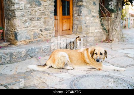 Les animaux sans abri cherchent refuge. Chiens survivants, chats errent rue du village, vieille ville. Créatures errantes et abandonnées. Triste, solitaire, impuissante animaux de compagnie chien, chat Banque D'Images