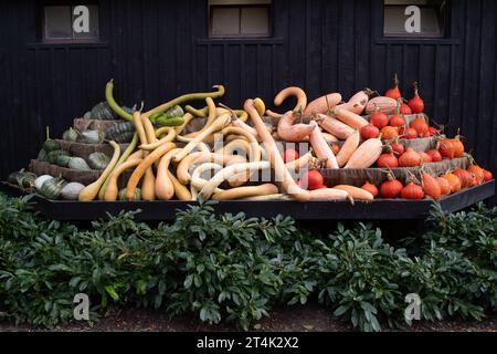 Taplow, Buckinghamshire, Royaume-Uni. 31 octobre 2023. Une sélection colorée de courges et de gourdes d'automne (Cucurbitaceae) exposées à Halloween au National Trust à Cliveden, Taplow, Buckinghamshire. Les enfants sont excités de faire des tours ou de traiter ce soir pour Halloween. Crédit : Maureen McLean/Alamy Live News Banque D'Images