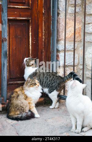 Les animaux sans abri cherchent refuge. Les chats survivants errent rue du village, vieille ville. Créatures errantes et abandonnées. Triste, solitaire, impuissant les animaux de compagnie chat ont besoin d'être sauvés Banque D'Images