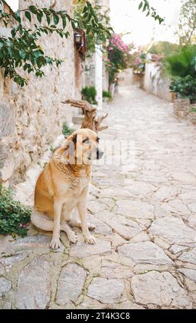 Les animaux sans abri cherchent refuge. Chien survivant errent rue du village, vieille ville. Créatures errantes et abandonnées. Chien triste, solitaire, impuissant pour animaux de compagnie a besoin d'être sauvé Banque D'Images