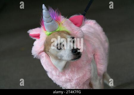 New York, États-Unis. 31 octobre 2023. Daisy le chien passe Halloween habillé en licorne. Crédit : Anna Watson/Alamy Live News Banque D'Images