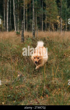 Un chiot Spitz finlandais courant dans la forêt boréale sur un jour d'automne ensoleillé Banque D'Images