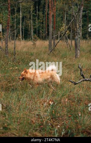 Un chiot Spitz finlandais courant dans la forêt boréale sur un jour d'automne ensoleillé Banque D'Images