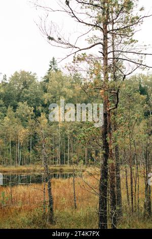 Marécages dans la forêt d'automne. Vue sur une zone humide dans un parc naturel. Paysage marécageux. Banque D'Images