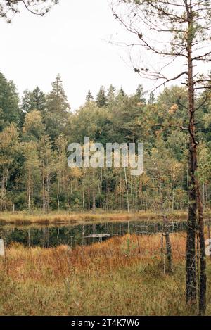 Marécages dans la forêt d'automne. Vue sur une zone humide dans un parc naturel. Paysage marécageux. Banque D'Images