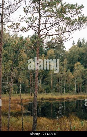 Marécages dans la forêt d'automne. Vue sur une zone humide dans un parc naturel. Paysage marécageux. Banque D'Images