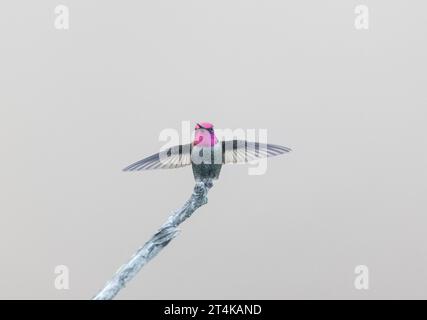 Anna's Hummingbird Male Landing sur Perch Banque D'Images