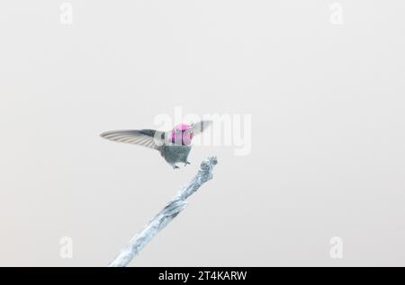 Anna's Hummingbird Male Landing sur Perch Banque D'Images