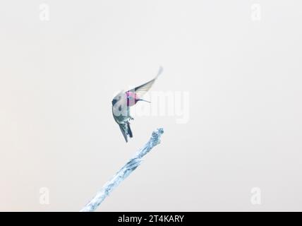 Anna's Hummingbird Male Landing sur Perch Banque D'Images