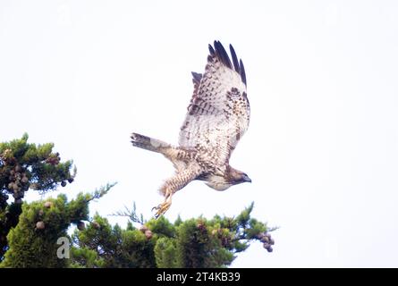 Red Tailed Hawk décolle de Pine Tree Banque D'Images