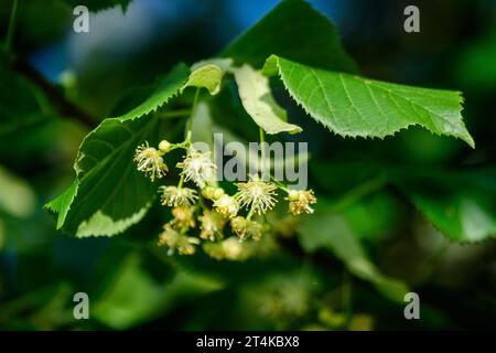 Petites feuilles de tilleul et fleurs jaunes sur les branches d'arbres vues d'en dessous vers ciel bleu clair, dans un jardin par une journée ensoleillée de printemps Banque D'Images