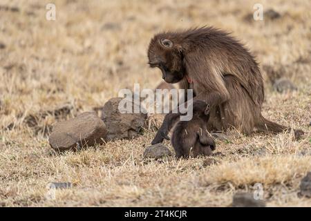 Groupe de singes Gelada (Theropithecus gelada) dans les montagnes du Simien, Ethiopie Banque D'Images