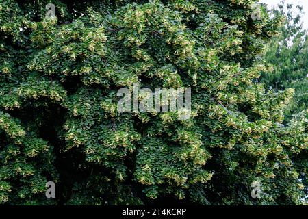 Petites feuilles de tilleul et délicates fleurs jaunes sur les branches d'arbres dans un jardin dans un beau jour de printemps, magnifique extérieur floral fond photographié W Banque D'Images