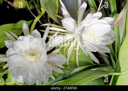 Série de fleurs de Pitaya (fruit du dragon) , fleurs de Pitaya en fleurs Banque D'Images