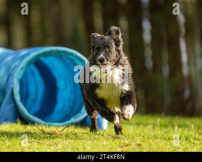 Un chien Border Collie rapide court à travers un tunnel d'agilité. Entraînement pour une compétition sportive Banque D'Images