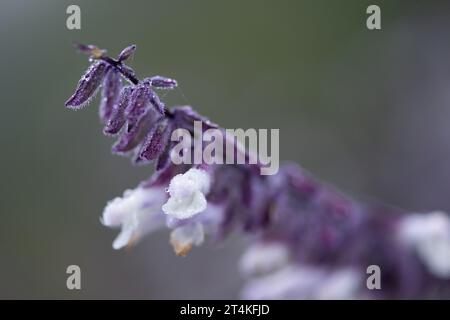 Taplow, Royaume-Uni. 31 octobre 2023. Gouttes de pluie sur les fleurs dans les jardins du National Trust à Cliveden à Taplow, Buckinghamshire. Crédit : Maureen McLean/Alamy Banque D'Images