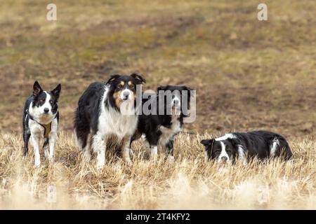 Un grand paquet de chiens obéissants - Border Collies à plusieurs âges, du jeune chien à l'aîné Banque D'Images