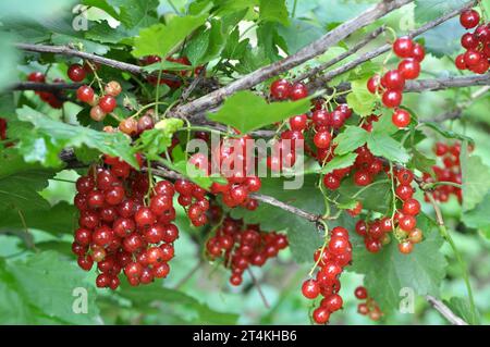 Sur la branche des baies de brousse sont mûres de cassis (Ribes rubrum) Banque D'Images