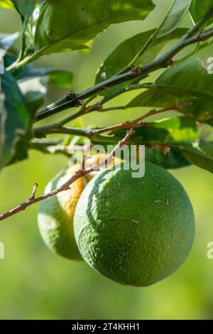 oranges bergamote poussant sur un arbre en grèce sur l'île de zakynthos Banque D'Images