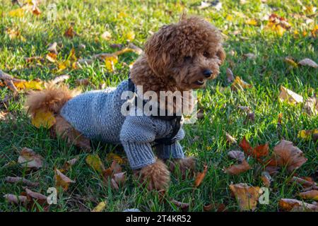 Caniche abricot miniature en pull gris reposant sur l'herbe et les feuilles tombées. Un chiot se promène dans un parc de la ville. Un jour d'automne ensoleillé. Banque D'Images