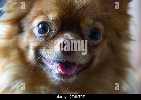 Mignon petit chiot chiot brun chihuahua avec sa langue qui sort est en train de regarder la caméra Banque D'Images