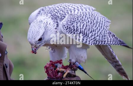 Gros plan d'un gyrfalcon (Gyr Falcon, Falco rusticolus) se nourrissant d'une tuerie fraîche Banque D'Images