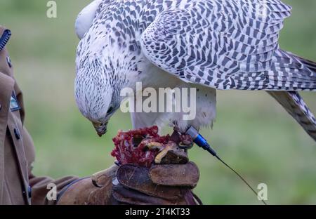 Gros plan d'un gyrfalcon (Gyr Falcon, Falco rusticolus) se nourrissant d'une tuerie fraîche Banque D'Images