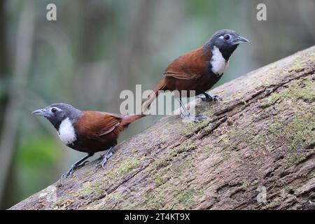 Le babillard à poils blancs (Stachyris thoracica) est une espèce d'oiseau de la famille des Timaliidae. On le trouve à Bali et Java. Banque D'Images