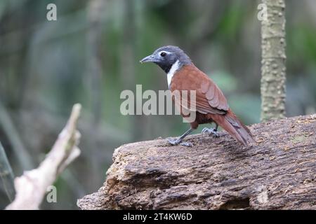 Le babillard à poils blancs (Stachyris thoracica) est une espèce d'oiseau de la famille des Timaliidae. On le trouve à Bali et Java. Banque D'Images