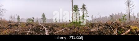 Vue panoramique panoramique panoramique très large une grande clairière avec une forêt coupée, bord de forêt de pins brumeux. Une nouvelle forêt sera plantée ici, une foresterie moderne Banque D'Images