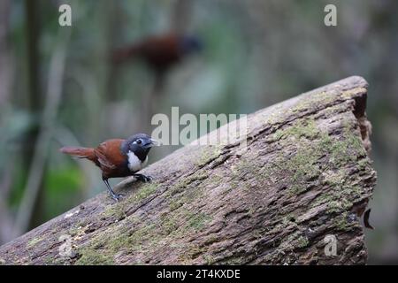 Le babillard à poils blancs (Stachyris thoracica) est une espèce d'oiseau de la famille des Timaliidae. On le trouve à Bali et Java. Banque D'Images