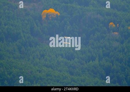 Vautour Cinéaire (Aegypius monachus) volant dans les bois, sur un fond d'arbre jaune de couleur automne. Banque D'Images