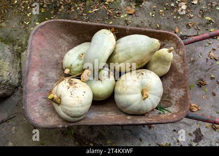 Citrouilles blanches empilées dans des chariots en métal rustique dans une cour rurale par une sombre journée d'automne. Concept agricole, vue de dessus Banque D'Images