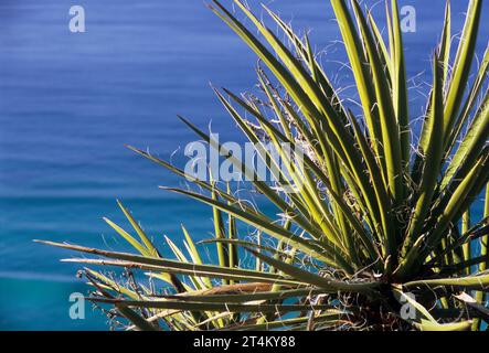 Mojave yucca, Torrey Pines State Reserve, Californie Banque D'Images