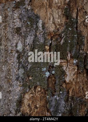 Texture sèche de l'arbre. Texture de fond d'écorce d'arbre Banque D'Images