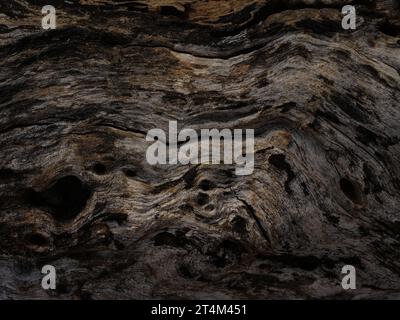 Texture sèche de l'arbre. Texture de fond d'écorce d'arbre Banque D'Images