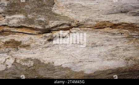 Texture sèche de l'arbre. Texture de fond d'écorce d'arbre Banque D'Images