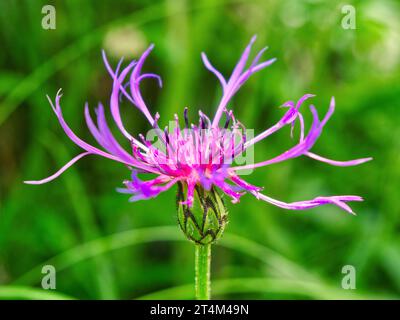 Gros plan de fleurs de Centaurea scabiosa Banque D'Images