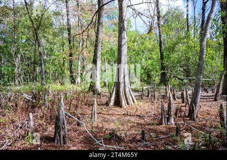 Paysage de Louisiane avec des cyprès chauves entourés de plusieurs genoux de cyprès Banque D'Images