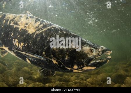 Le saumon quinnat (Oncorhynchus tshawytscha) est une espèce menacée en Californie. Sa course les emmène en amont dans l'eau douce où ils fraient et meurent. Banque D'Images